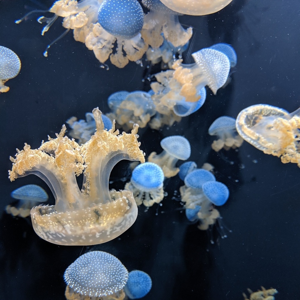 Meet your Posher, Jenn